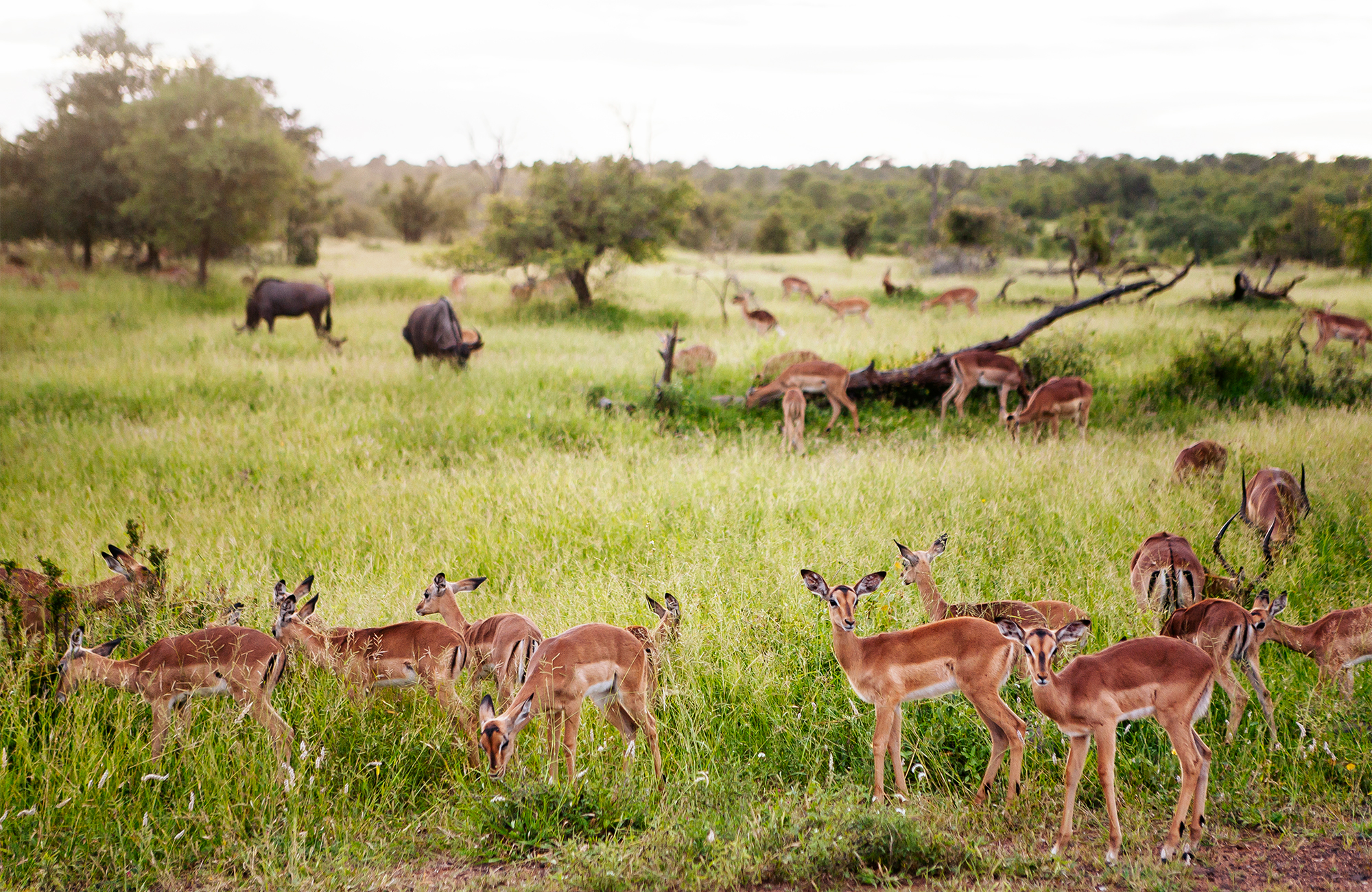 Gazelles in Mozambique | Rondreis Mozambique | KILROY