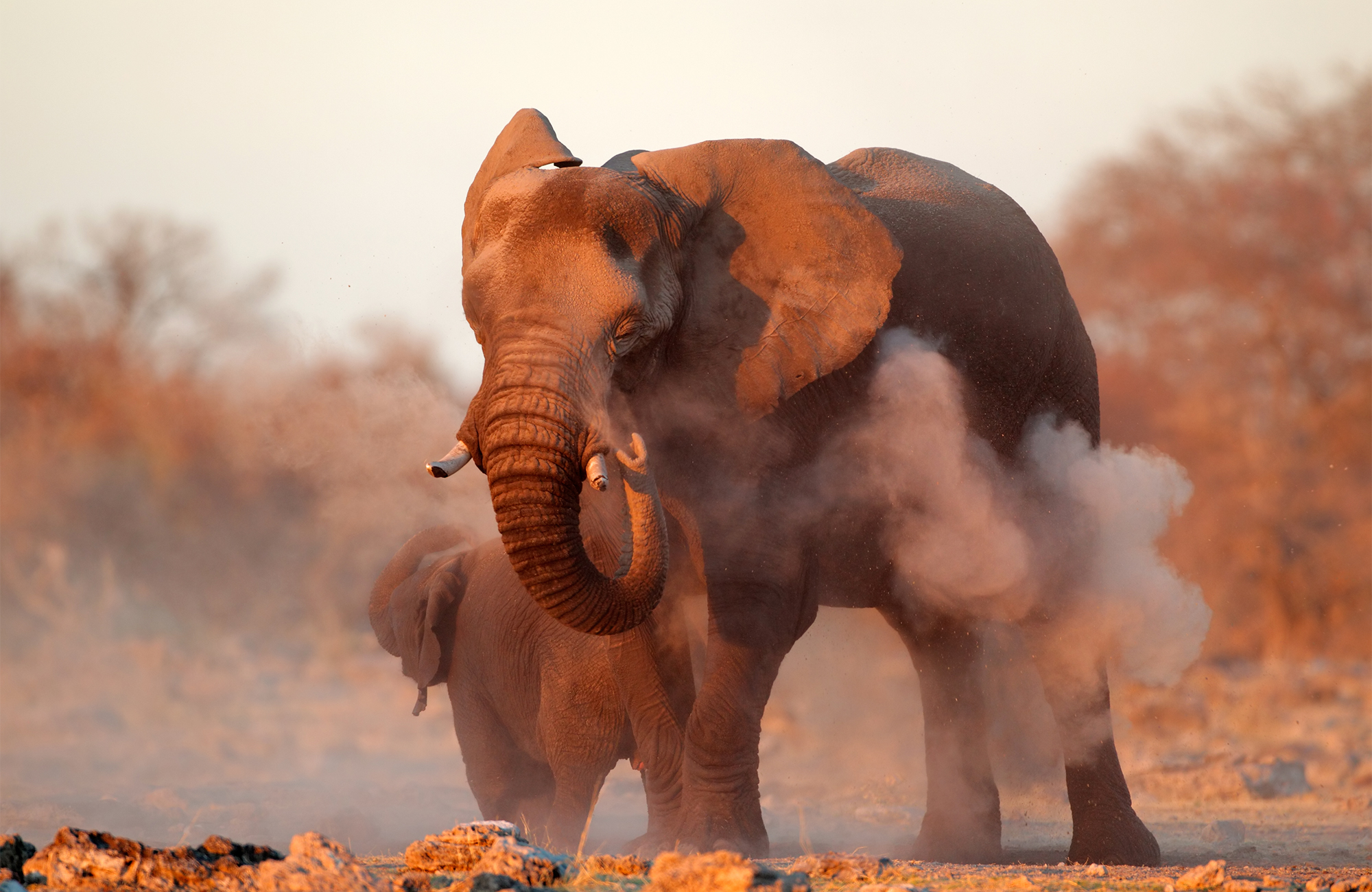 Olifant in Namibië | Rondreis Namibië| KILROY
