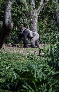 go gorilla trekking in Uganda