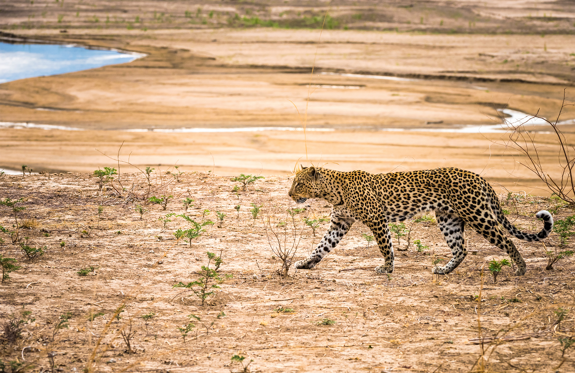 Luipaard op een open vlakte | Rondreizen Zambia | KILROY