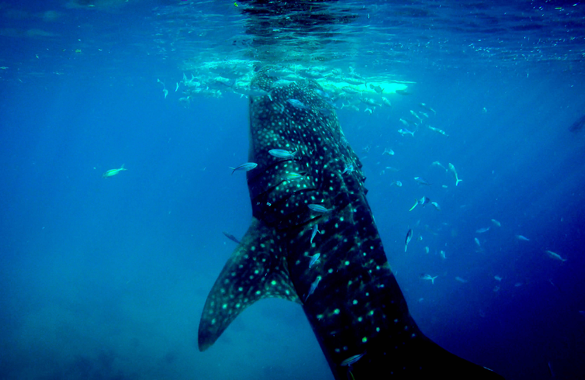 Duiken in Dumaguete | KILROY