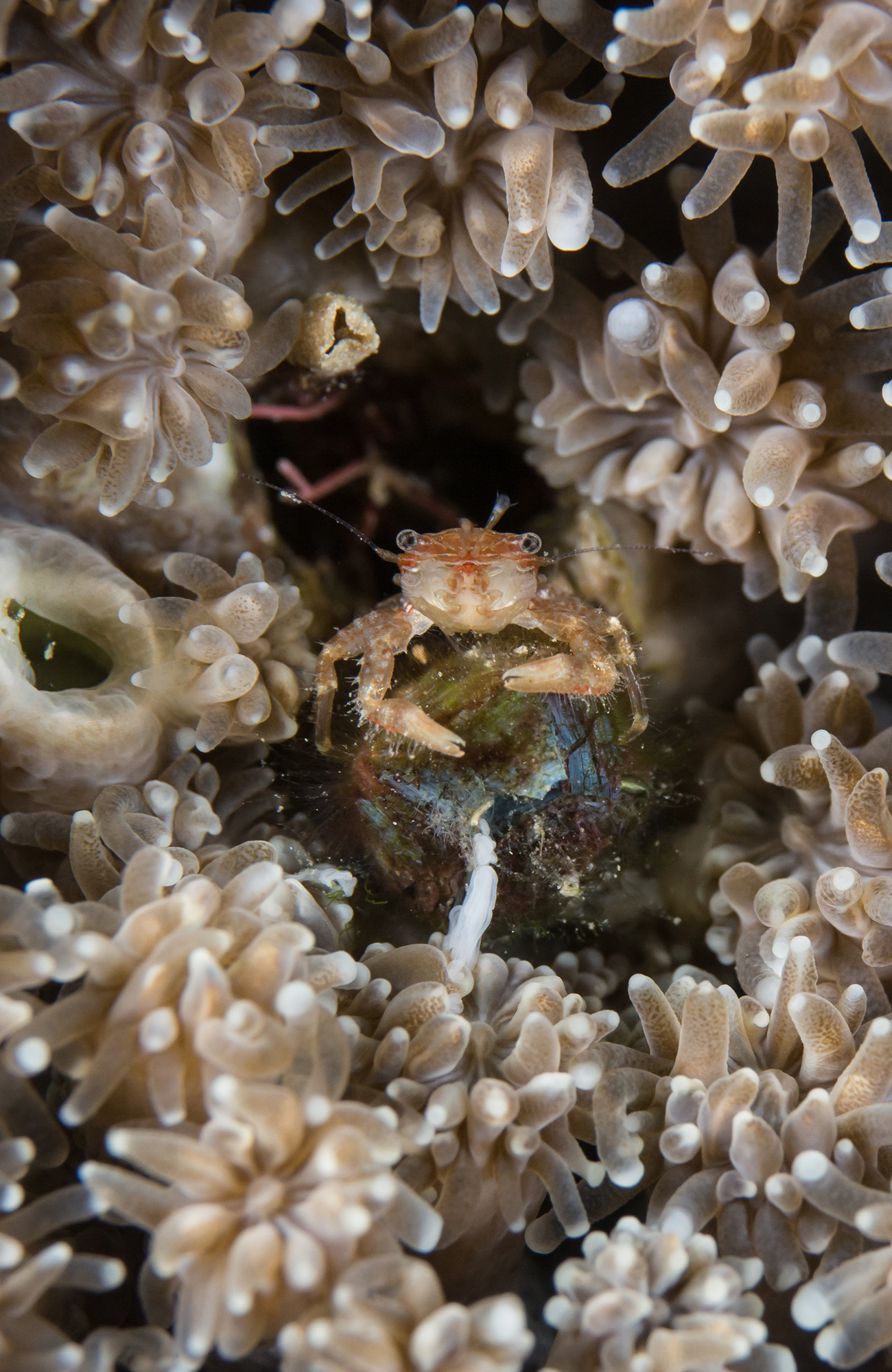 Mariene conservatie in Kroatië | Vrijwilligerswerk in Europa | KILROY