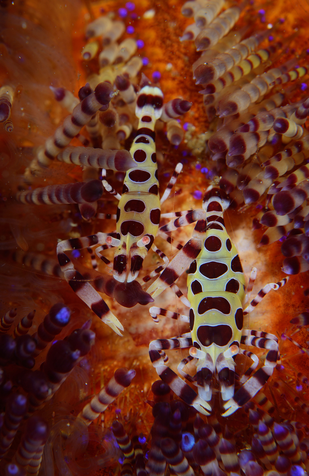 Duiken in Dumaguete | KILROY