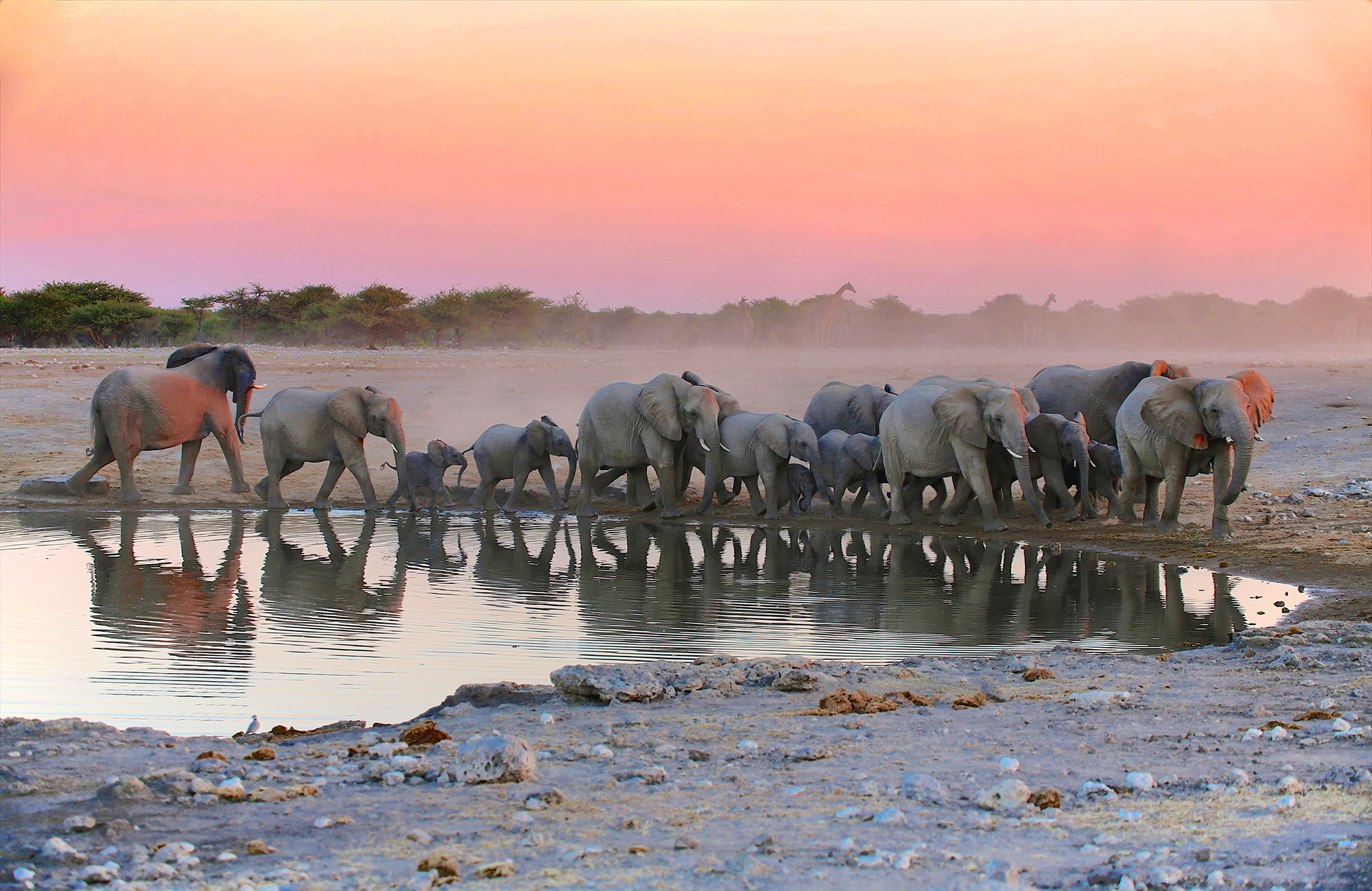 Kudde olifanten bij meer bij zonsondergang | Safari in Namibië | KILROY