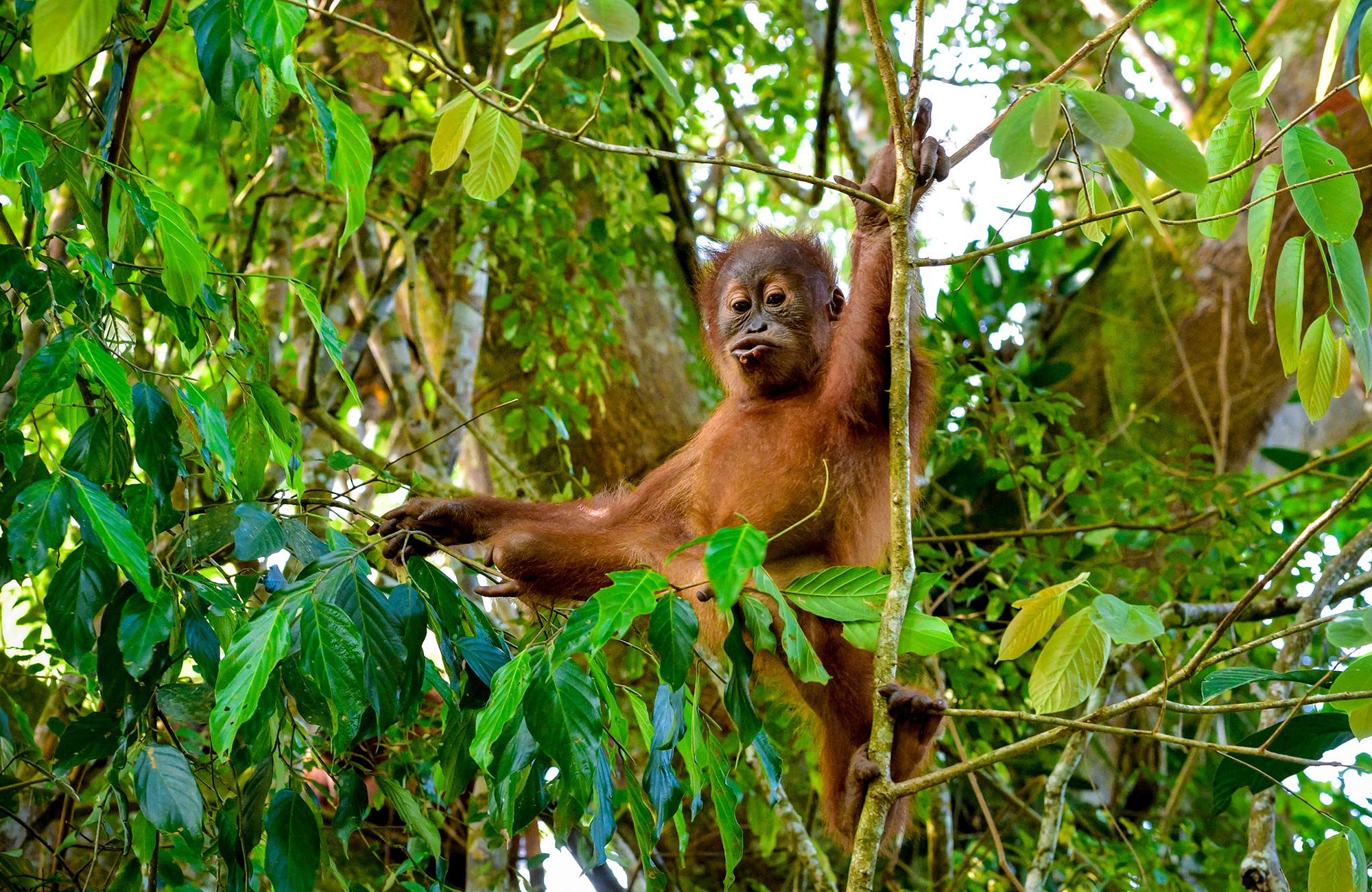 Baby oerang-oetan op Sumatra, Indonesië