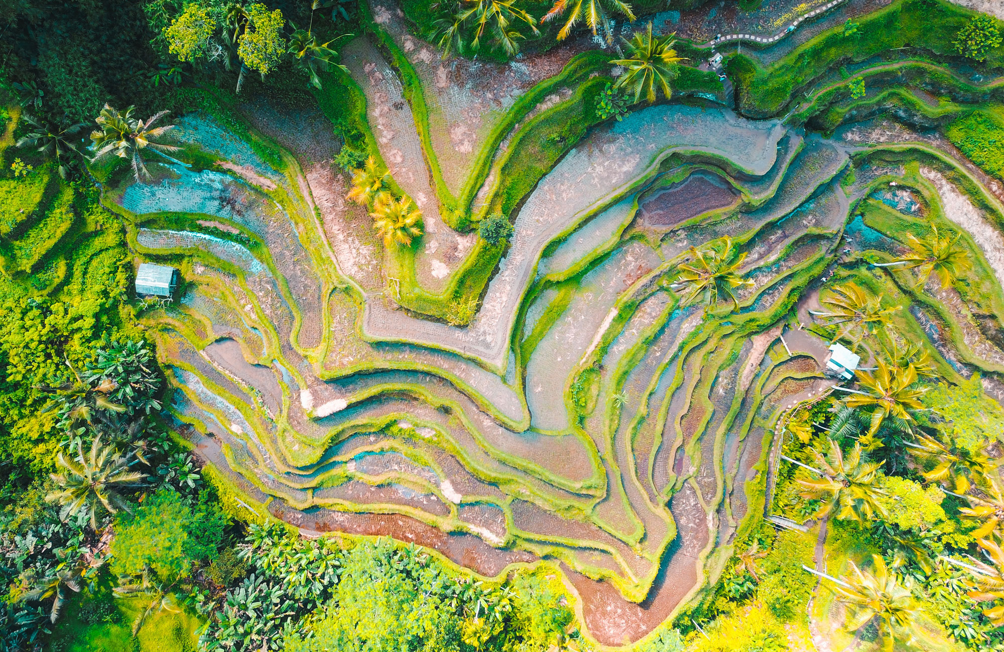 Rijstvelden op Bali | Groepsreis naar Bali