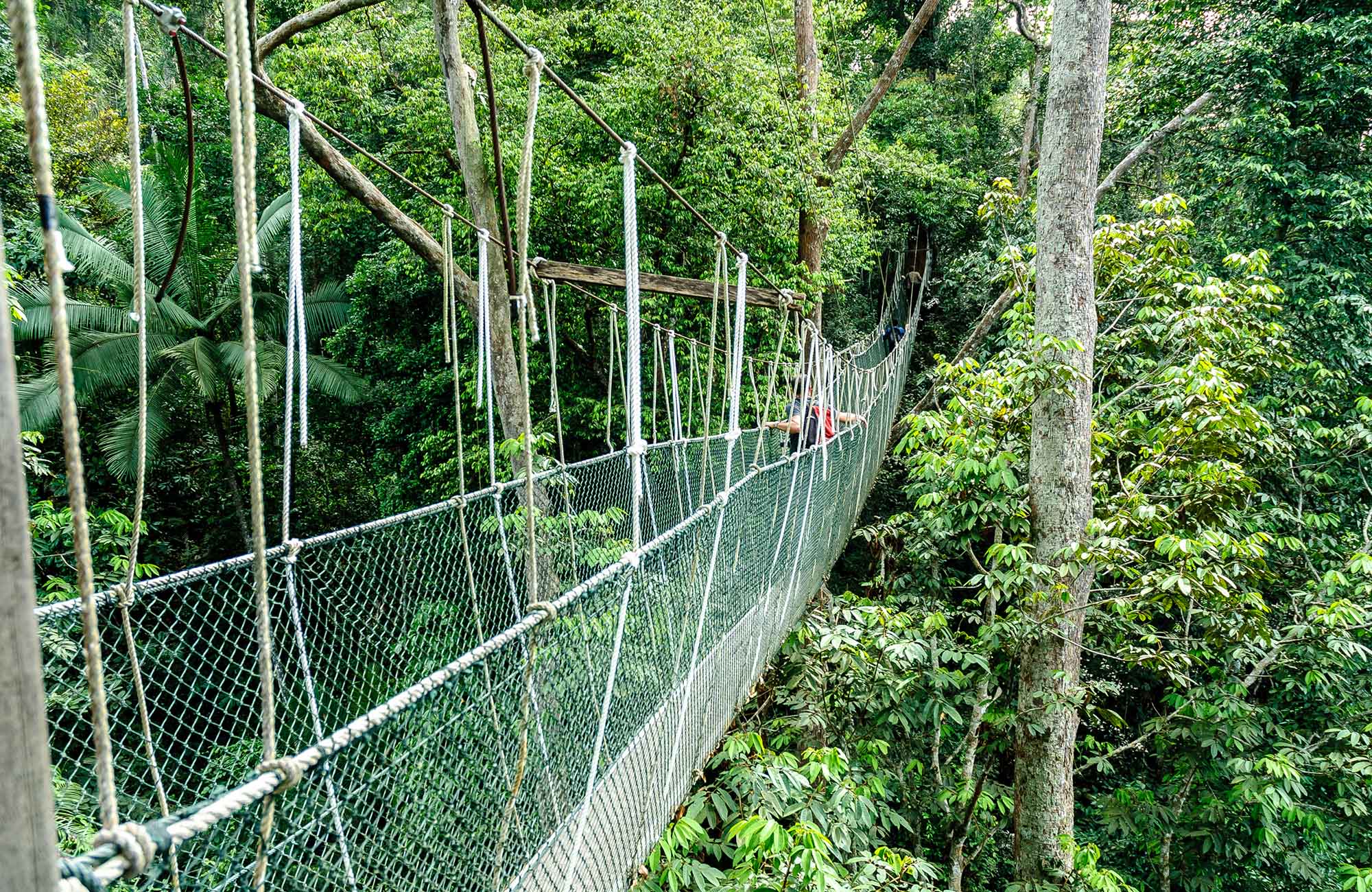 Taman Negara national park | Backpacken Maleisië | KILROY