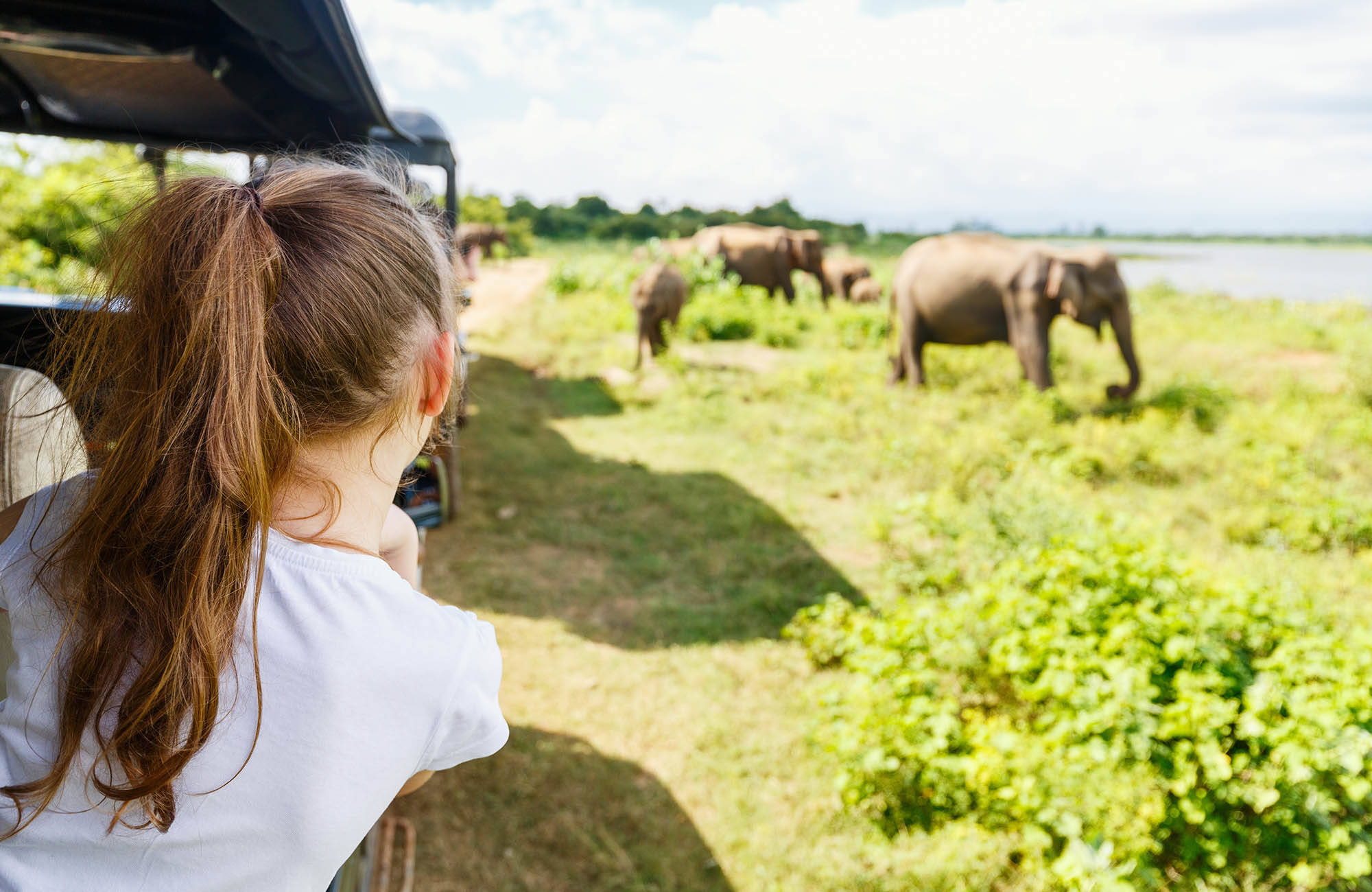 Spot olifanten tijdens een safari in Sri Lanka | Rondreis Malediven en Sri Lanka | KILROY