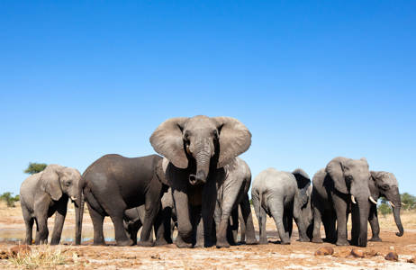 Olifanten in Zuid-Afrika | Beste reistijd februari | Beste bestemmingen februari | Reiskalender | KILROY
