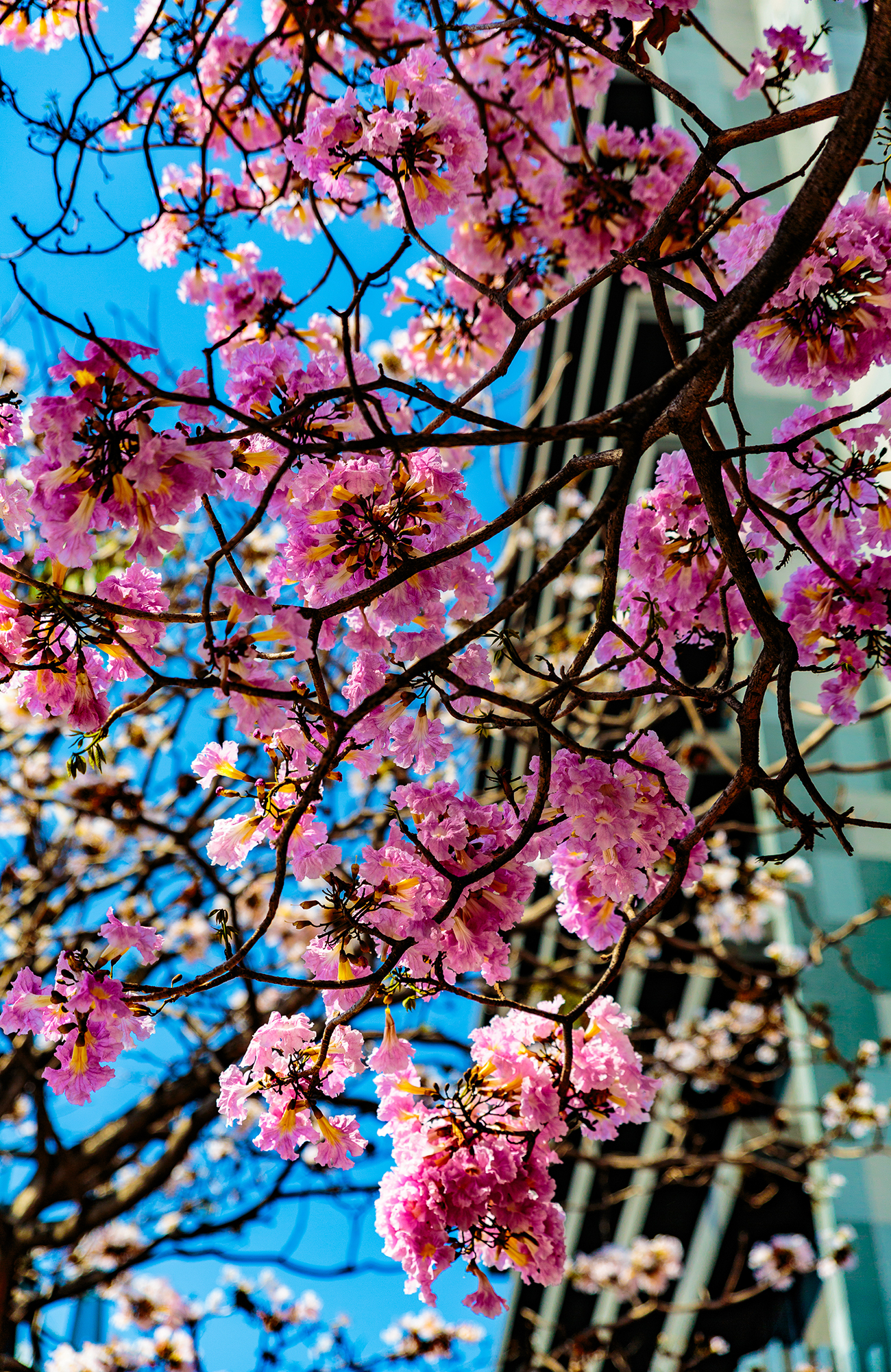 Reis naar San José | KILROY