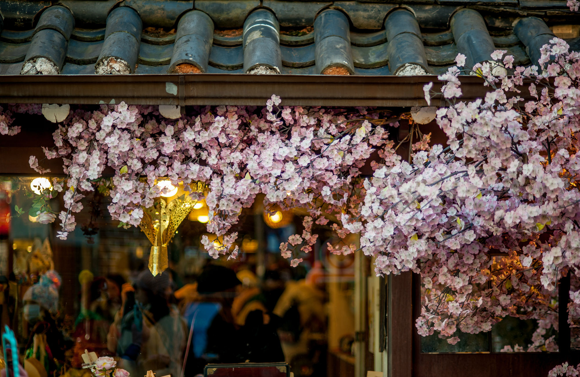 south-korea-seoul-cherry-blossom-cover