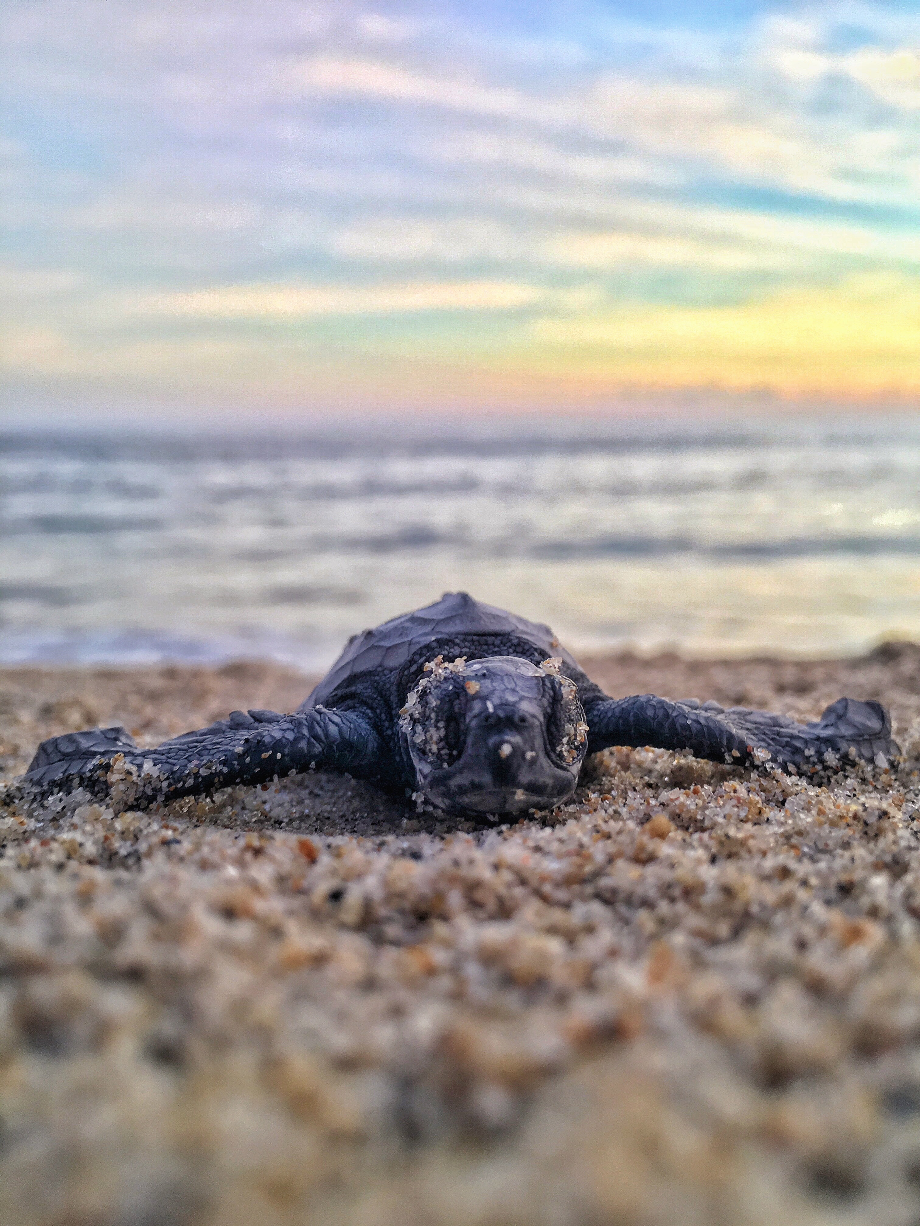 Zeeschildpad op het strand in Mexico | Duiken met KILROY