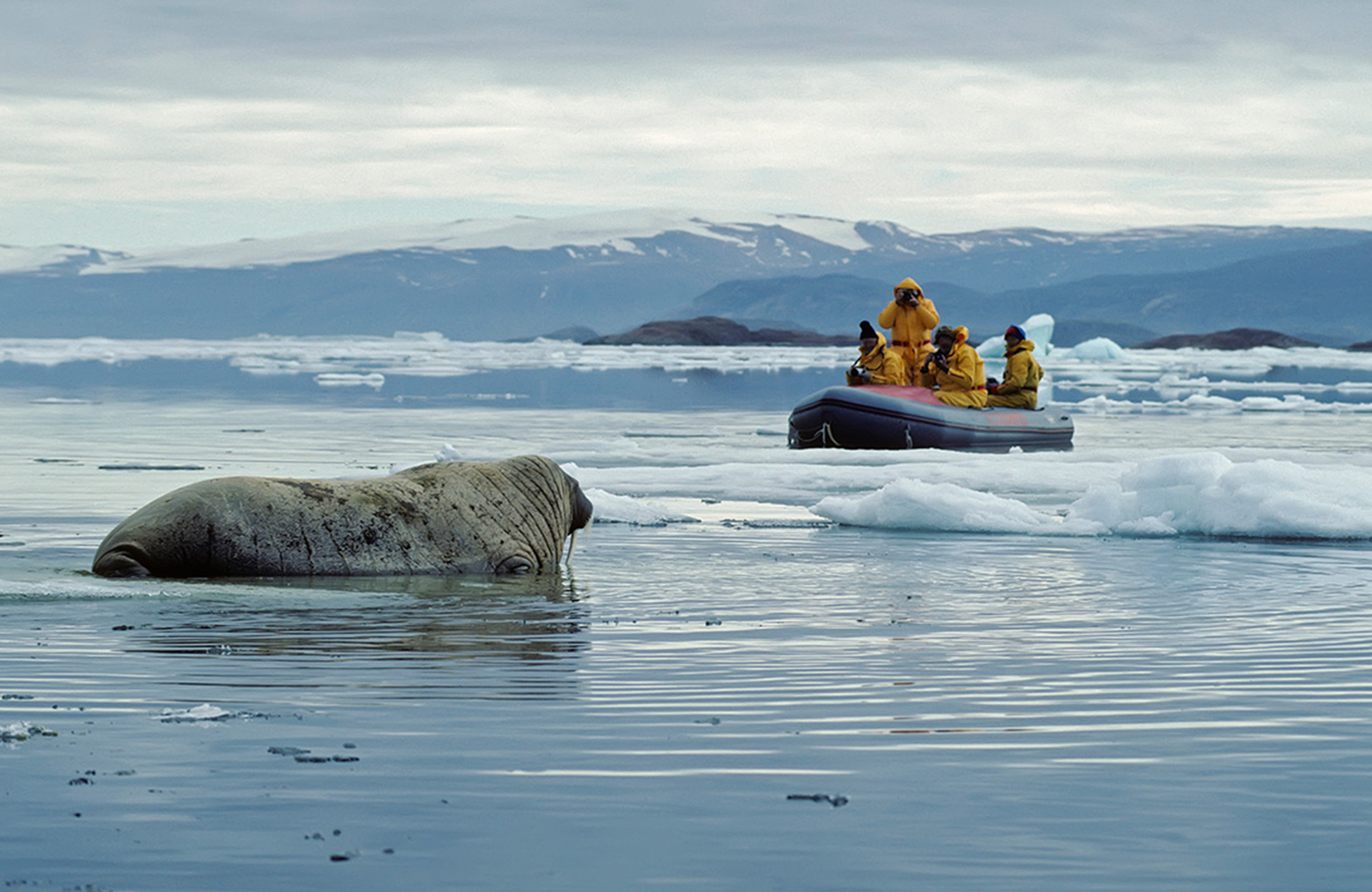 canada-ellesmere-island-walrus
