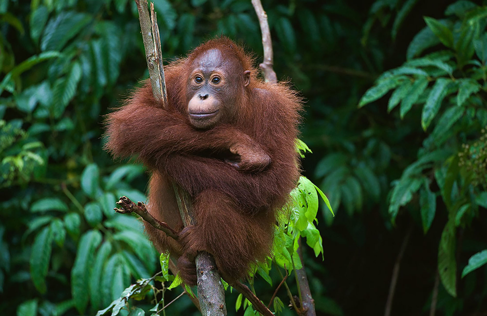 Orang Oetan in Borneo | Backpacken Maleisië | KILROY