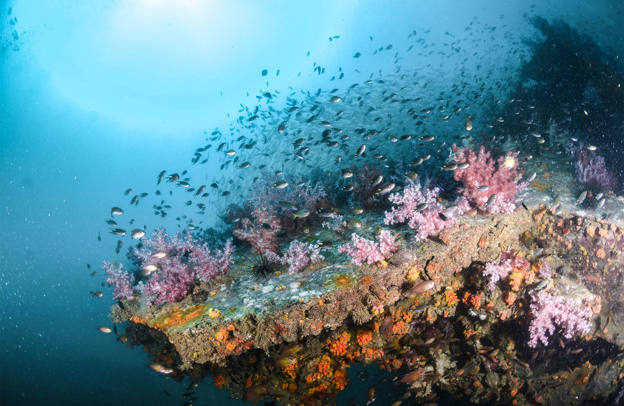 Vissen en koraal onderwater in Thailand | Beste reistijd augustus | Beste bestemmingen augustus | Reiskalender | KILROY