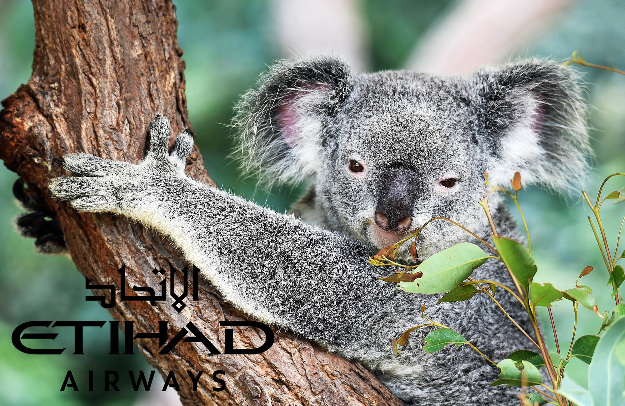 etihad-airways-australia-koala