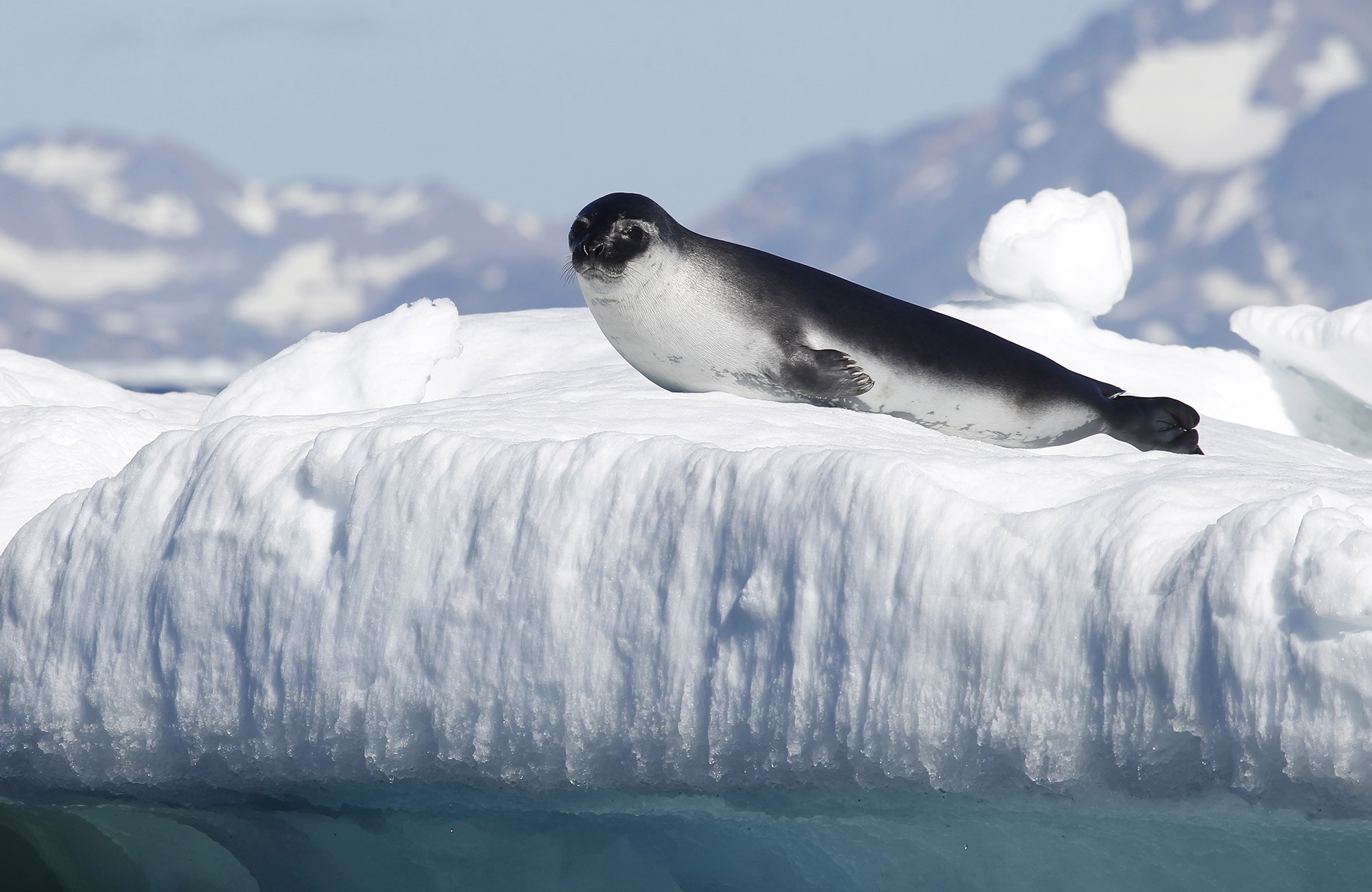 Zeehond op ijsberg | Reis naar het onbekende met KILROY