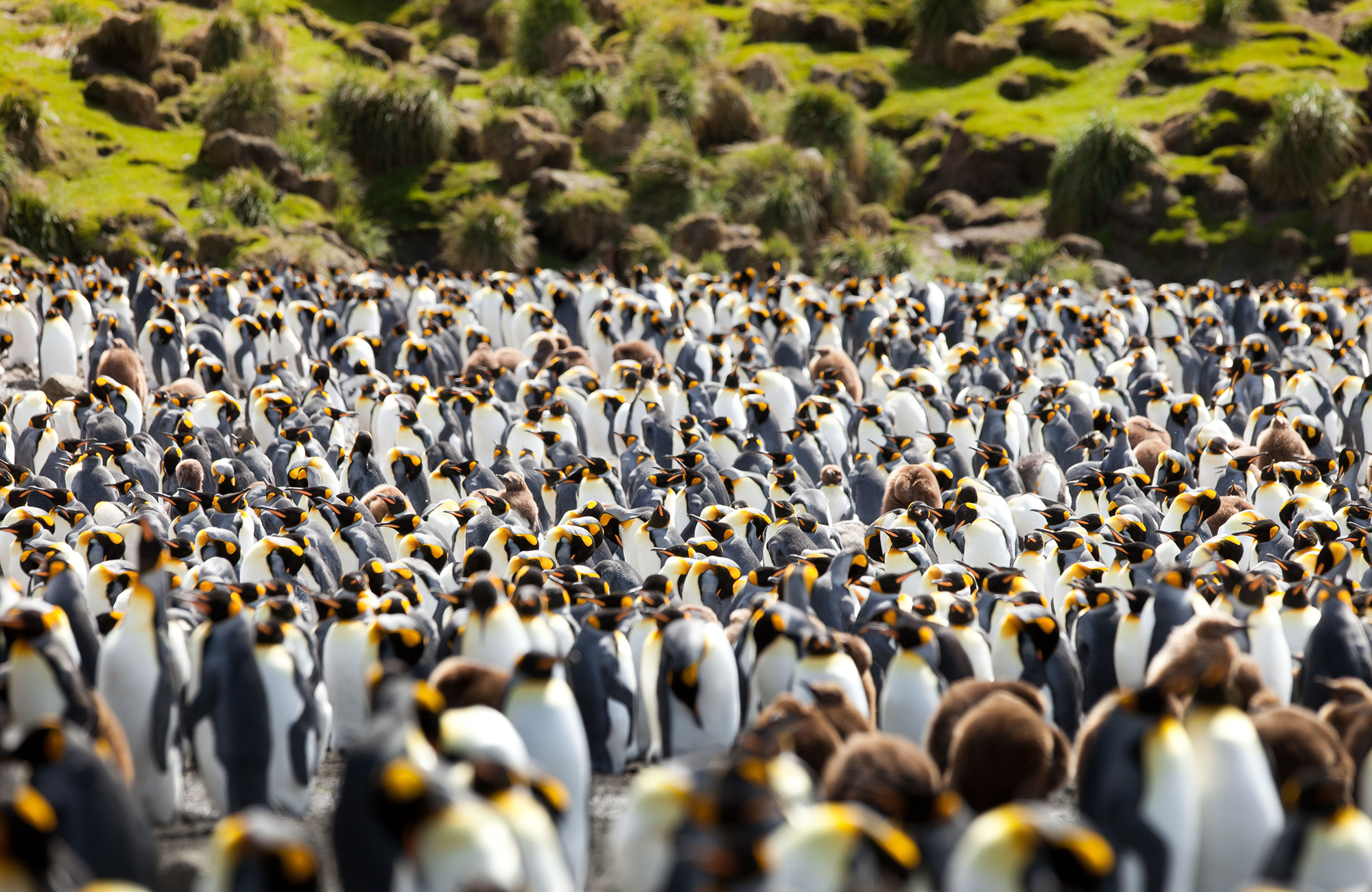 Pinguïn kolonie op Macquarie Island | Reis naar het onbekende met KILROY