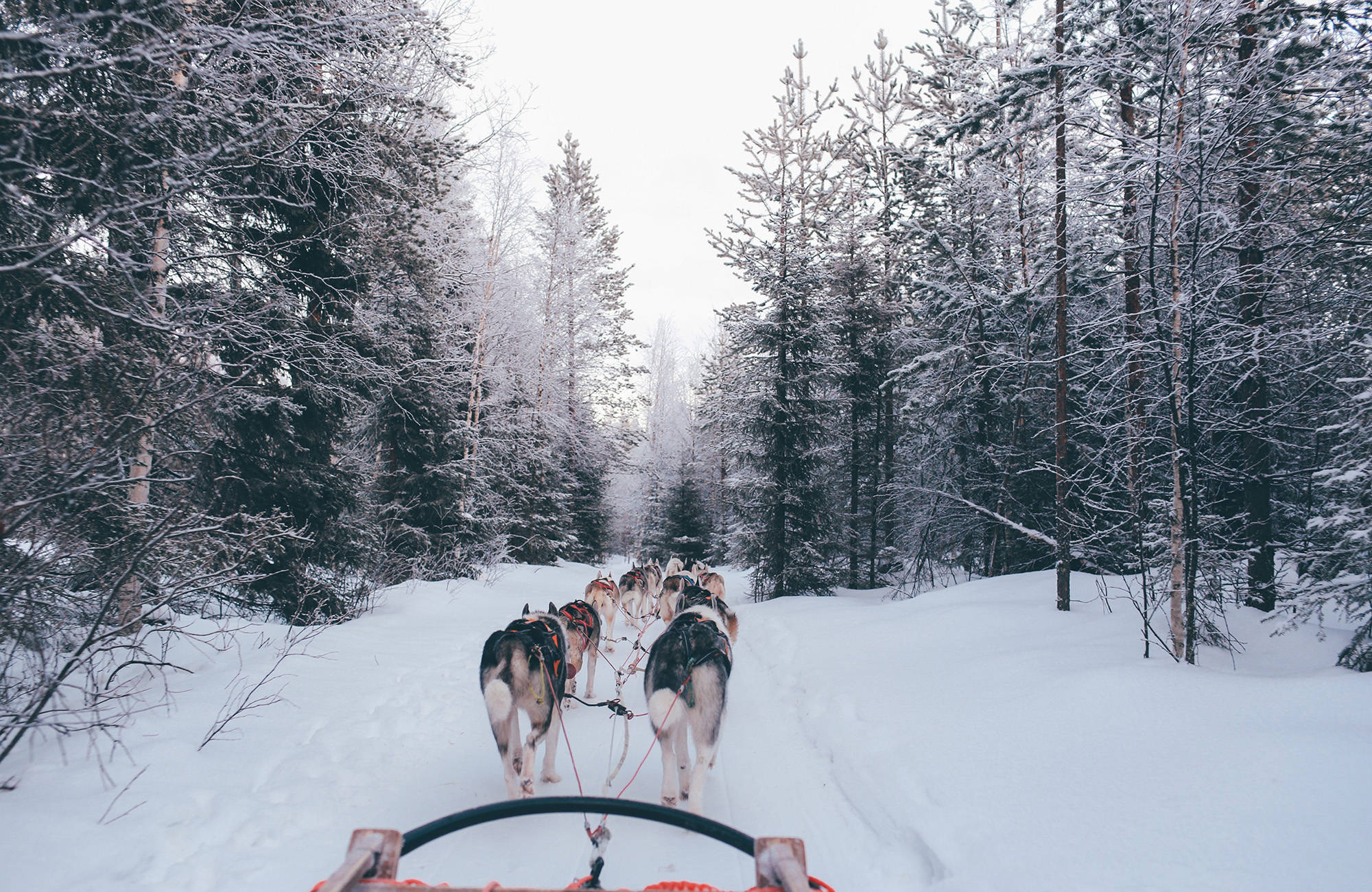 Sleehonden in de sneeuw in Finland | Reizen in Europa | KILROY