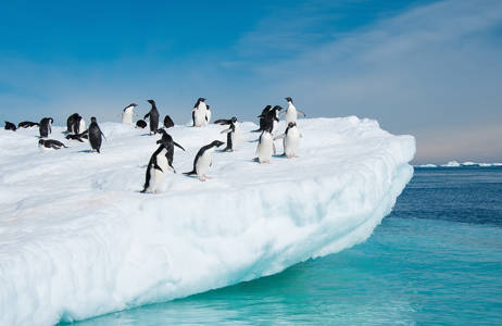 Pinguïns op Antarctica | Beste reistijd december | Beste bestemmingen december | Reiskalender | KILROY