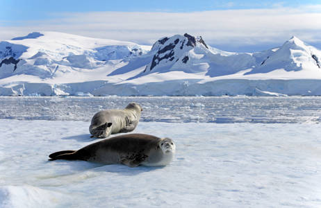Zeehonden op Antarctica | Beste reistijd december | Beste bestemmingen december | Reiskalender | KILROY
