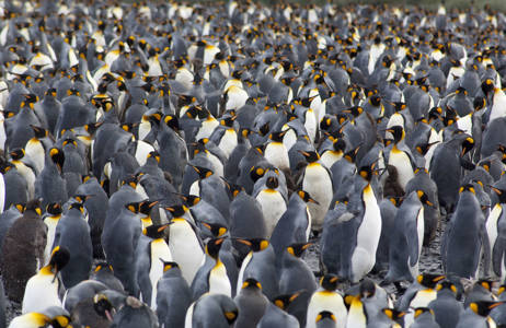 Pinguïnkolonie op Antarctica | Beste reistijd december | Beste bestemmingen december | Reiskalender | KILROY