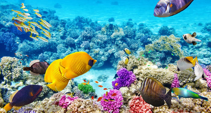Het kleurrijke onderwaterleven Great Barrier Reef, Australie | KILROY