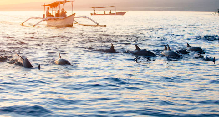 Er wonen tientallen dolfijnen in Lovina Beach | de Ultieme Bali rondreis| KILROY