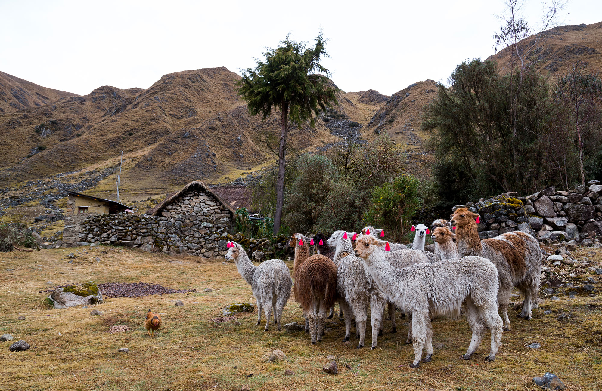 Lama's in peru