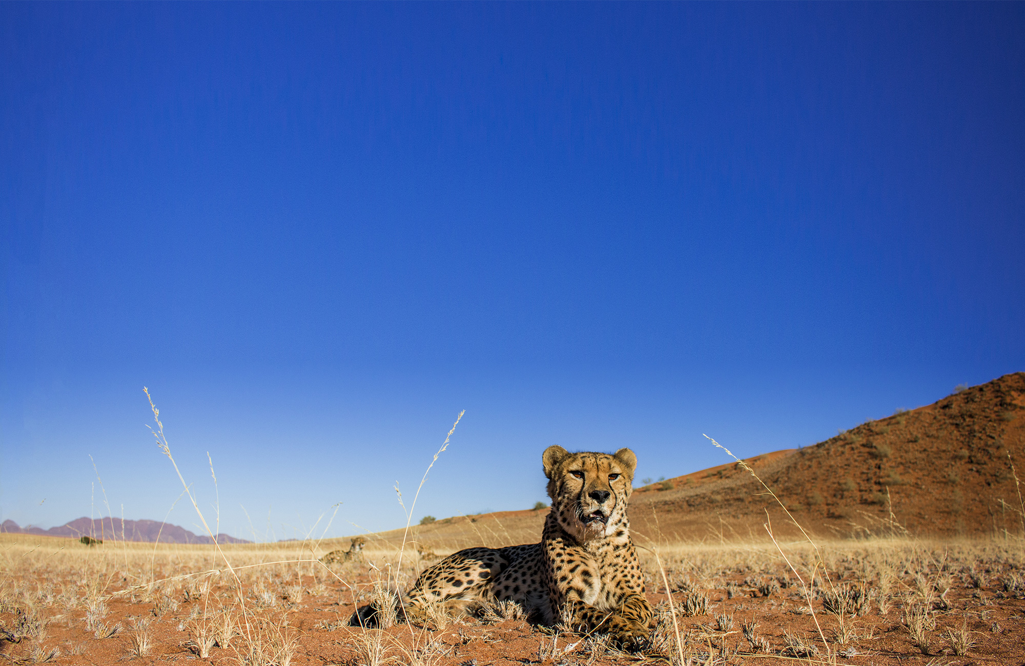 Cheetah in Namibië | Vrijwilligerswerk in Afrika | KILROY