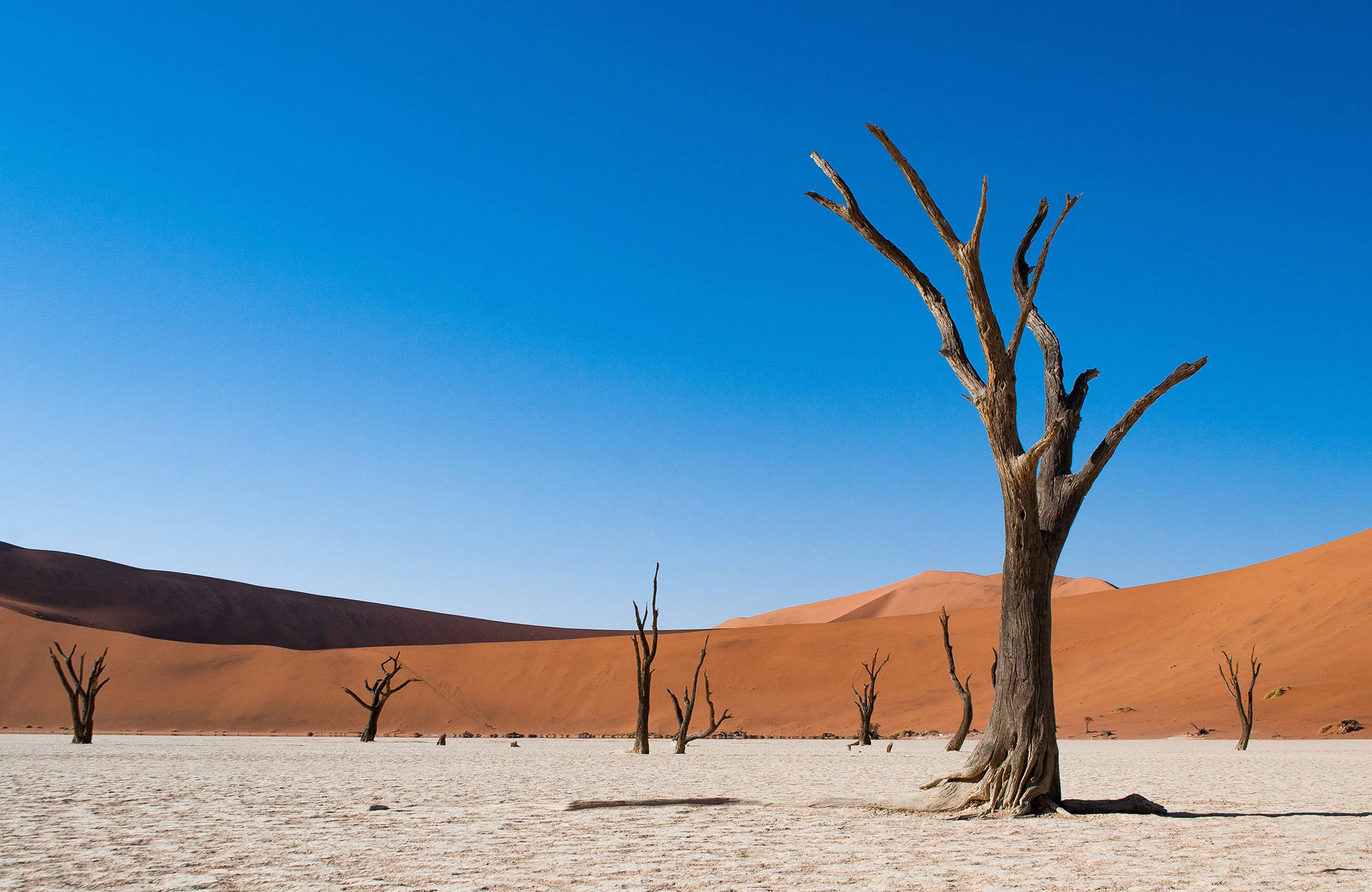 namibia-dry-desert-lake-trees