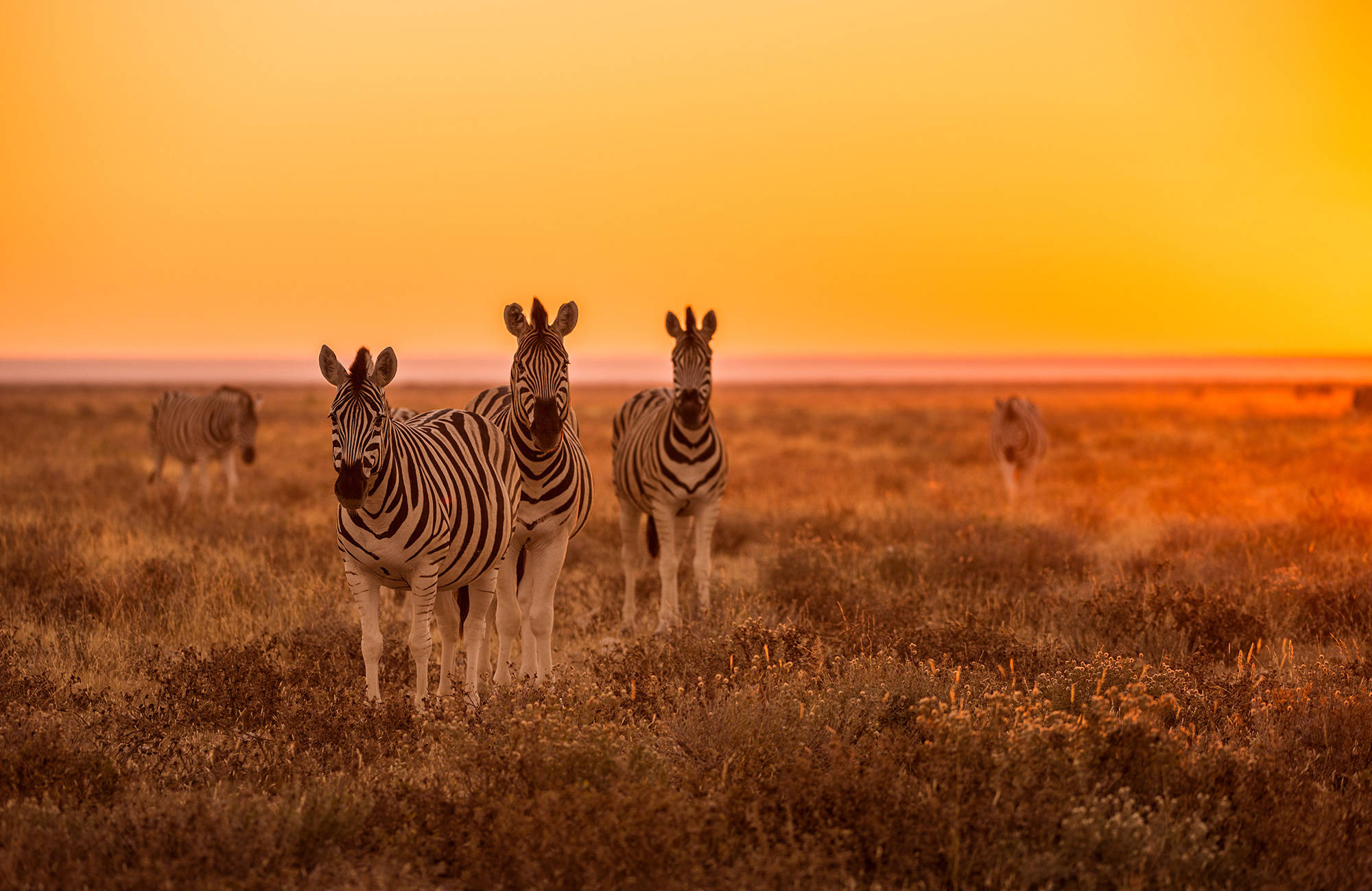 namibia-zebras-sunset