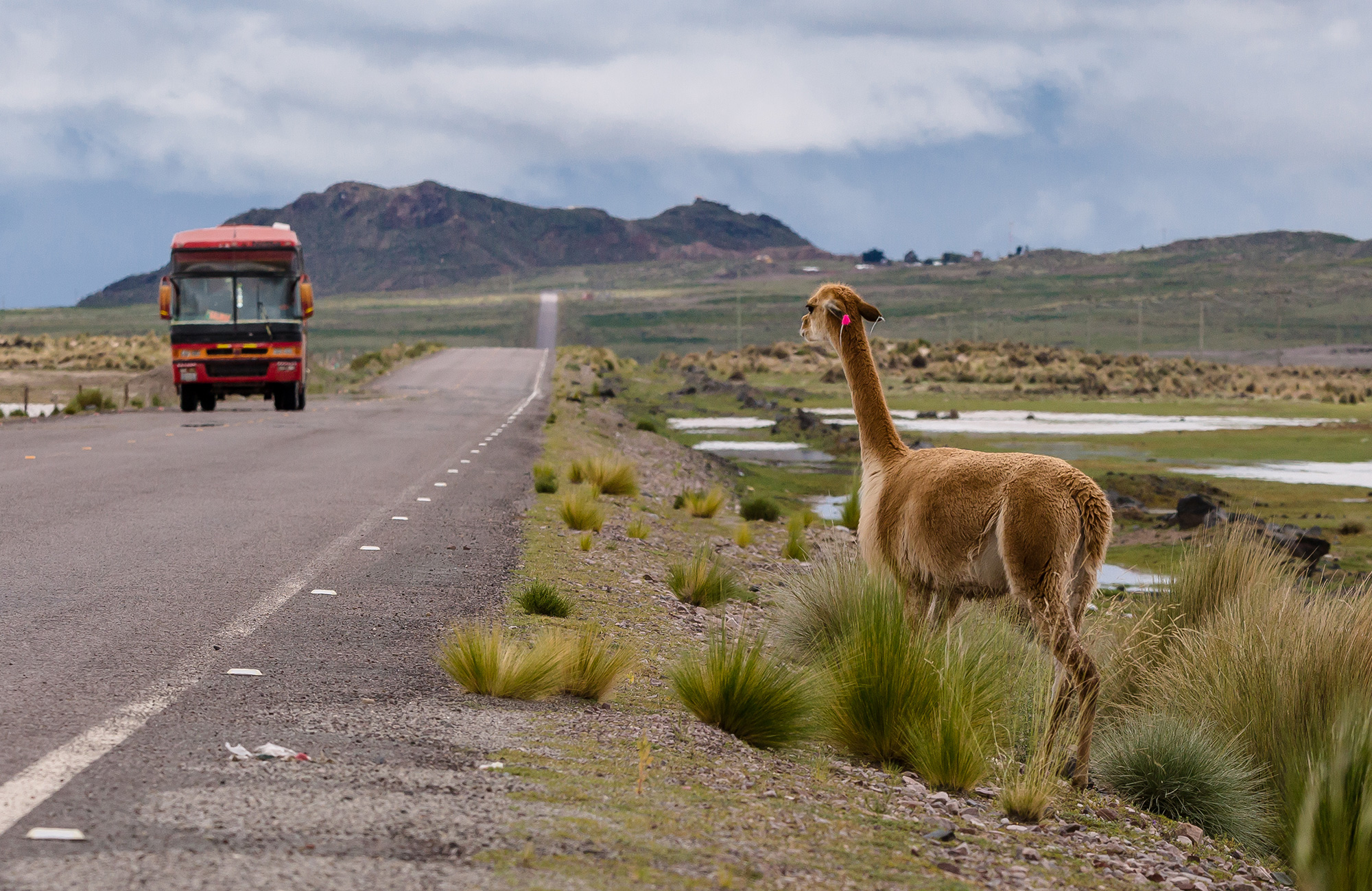 Alpaca langs de weg met bus in de verte | Busreizen & buspassen in Zuid-Amerika | KILROY