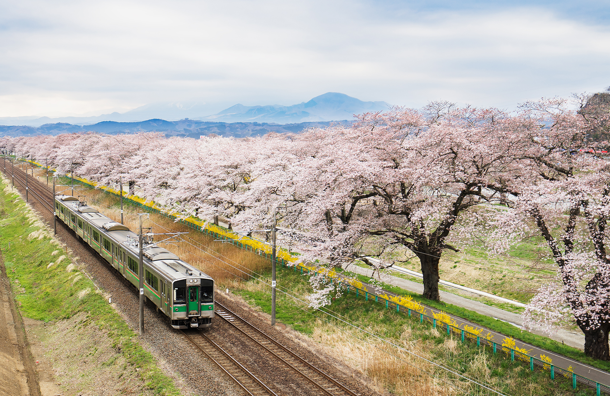 japan-train-and-cherry-blossom