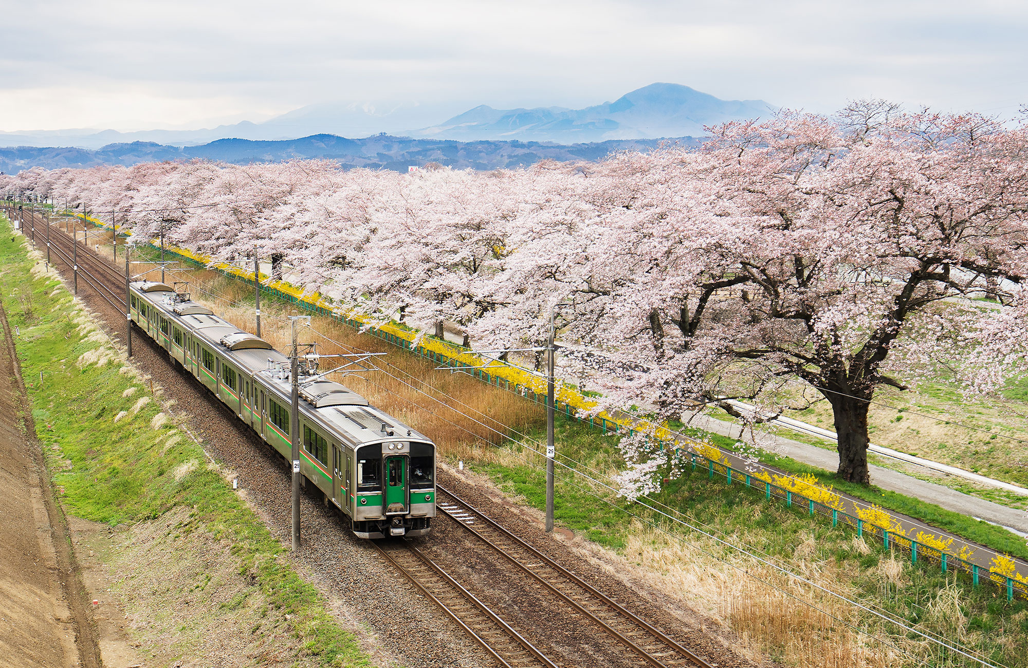 Trein rijdt langs bloeiende bomen | Treinreizen Japan | KILROY