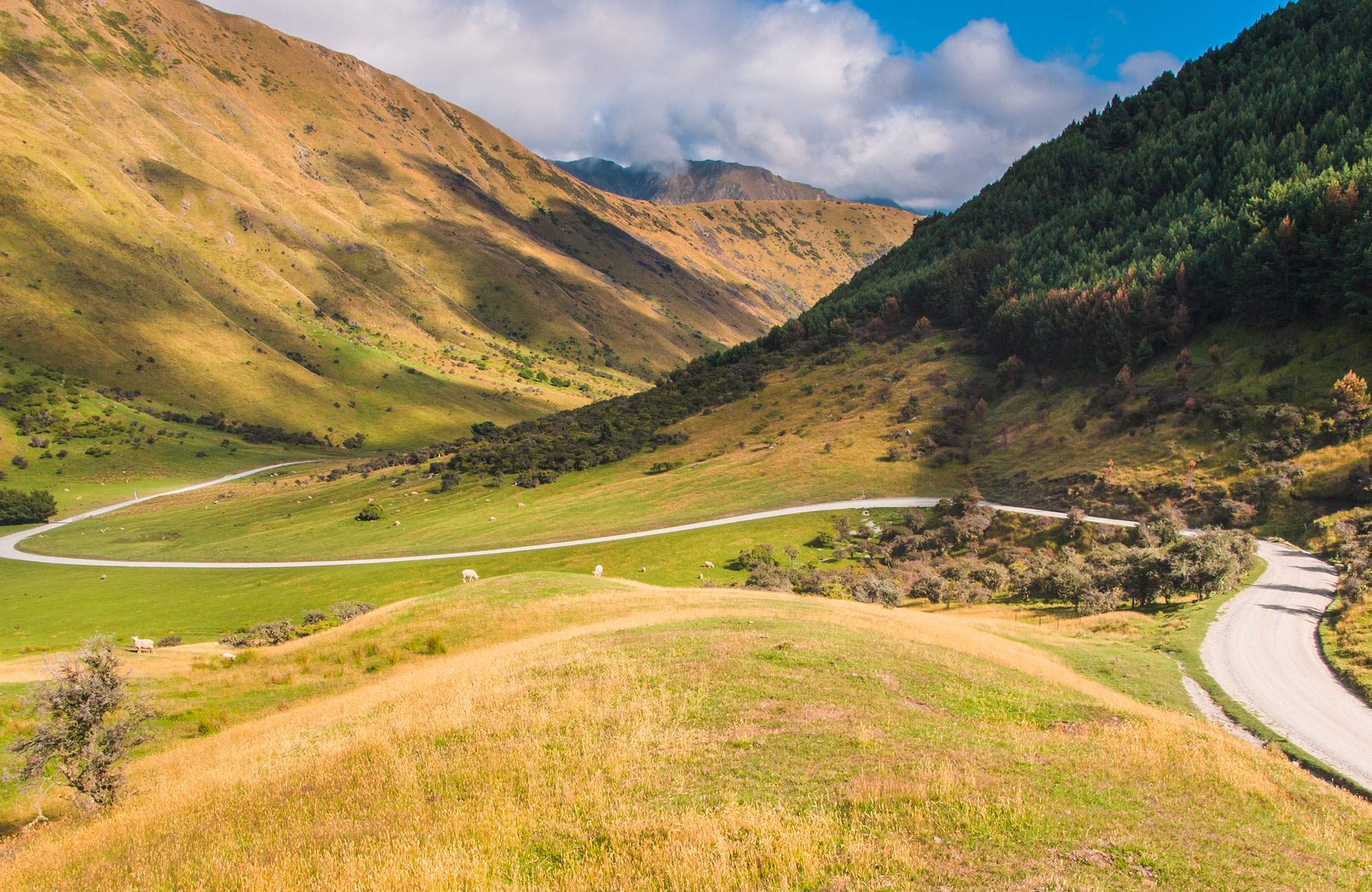 Weg door groen landschap in Nieuw-Zeeland | Camperhuur Nieuw-Zeeland | KILROY