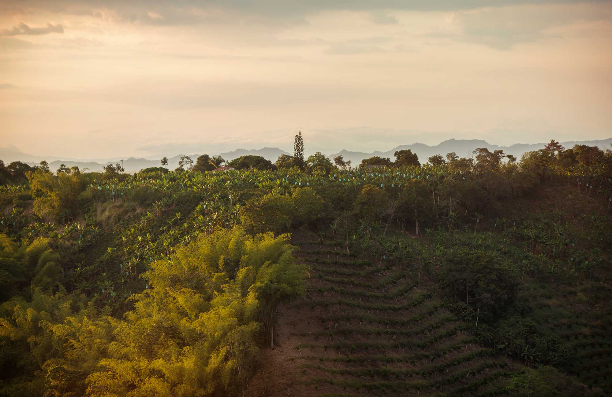 Colombia Armenia Coffe Hills