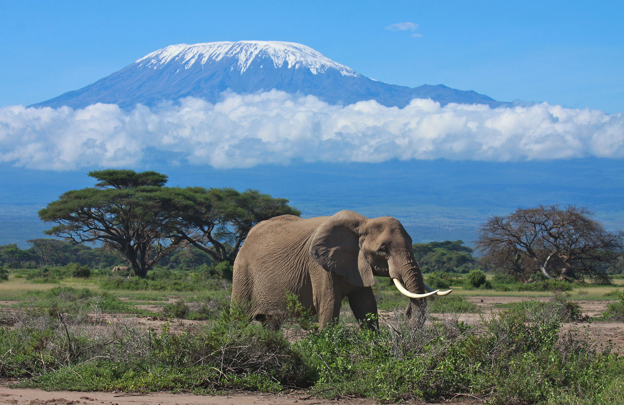 Kilimanjaro met een olifant op de voorgrond