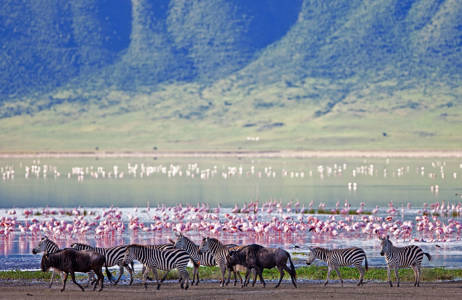 see animals in their natual habitat on the serengeti