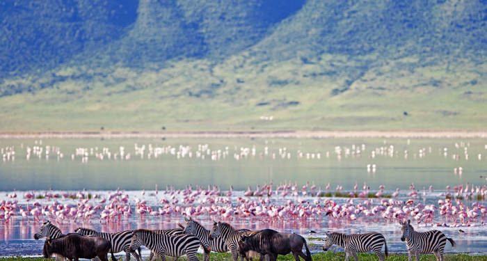 Wildlife in the Ngorongoro crater