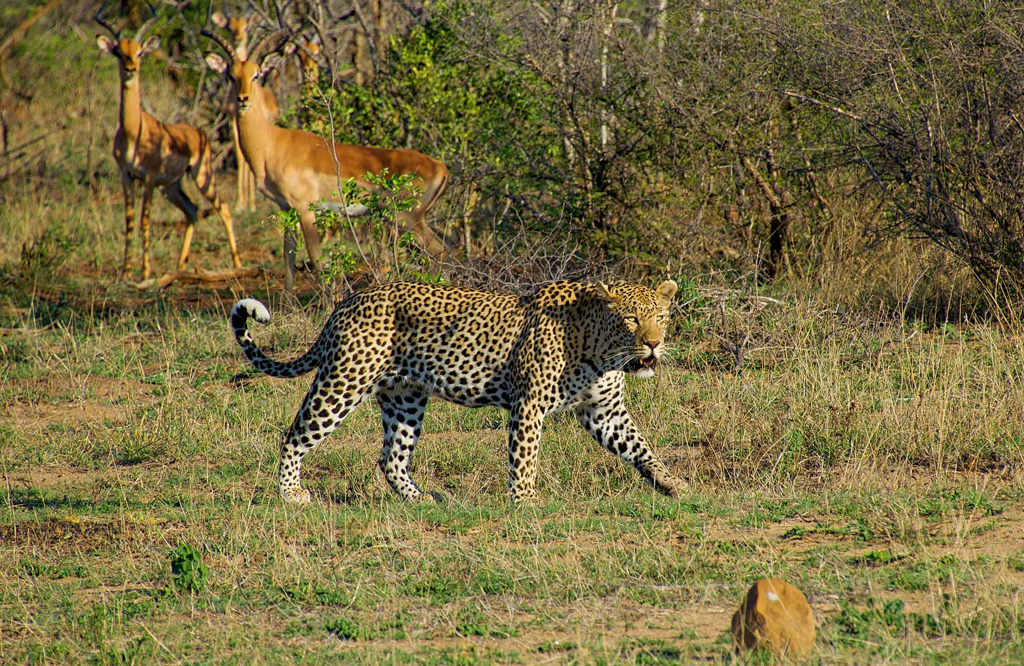Kruger National Park South Africa Leopard Hunting Impalas Cover
