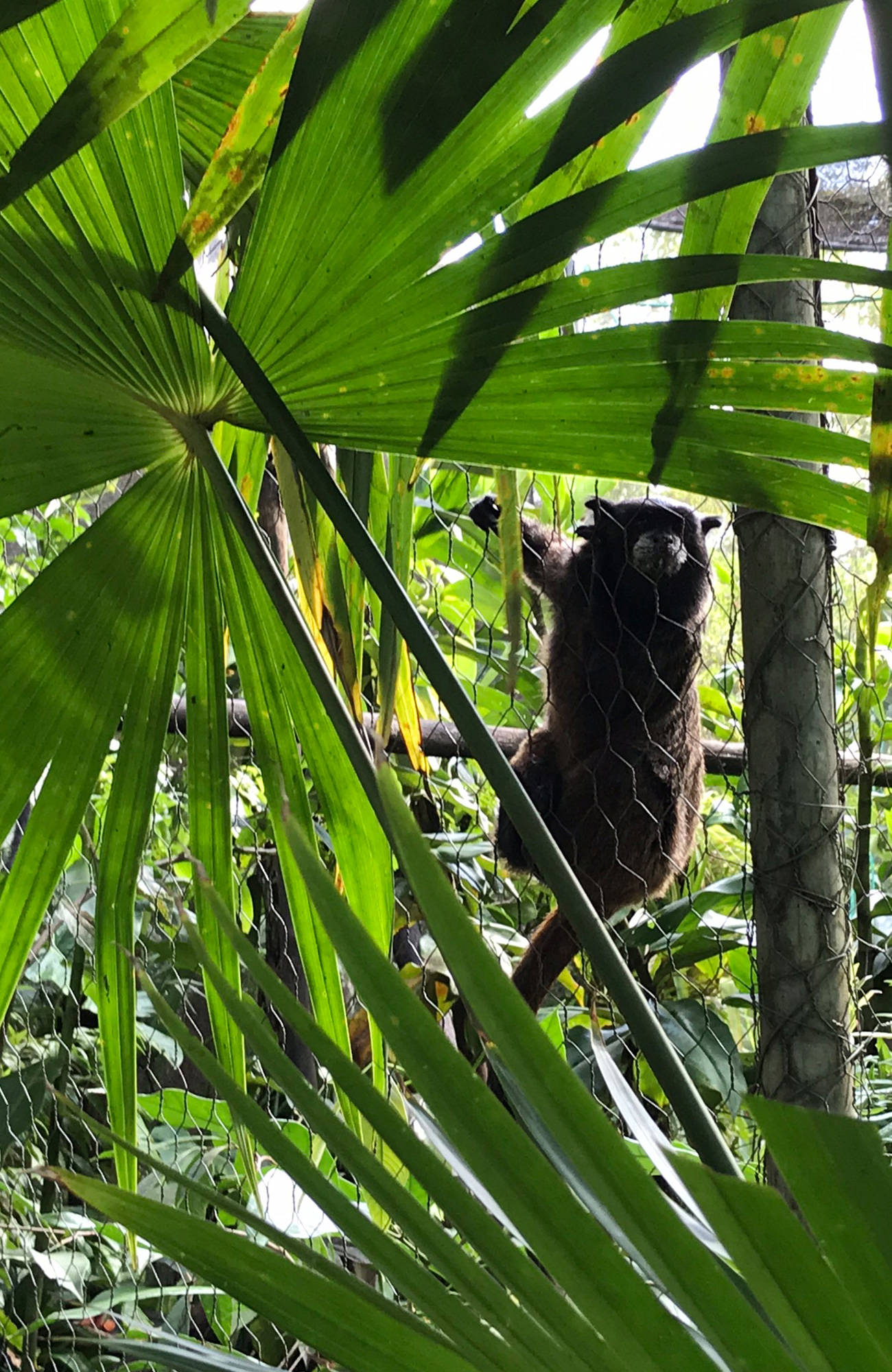 aapje hangt aan hek | 3 (vrijwilligers)projecten in kleurrijk Ecuador | KILROY
