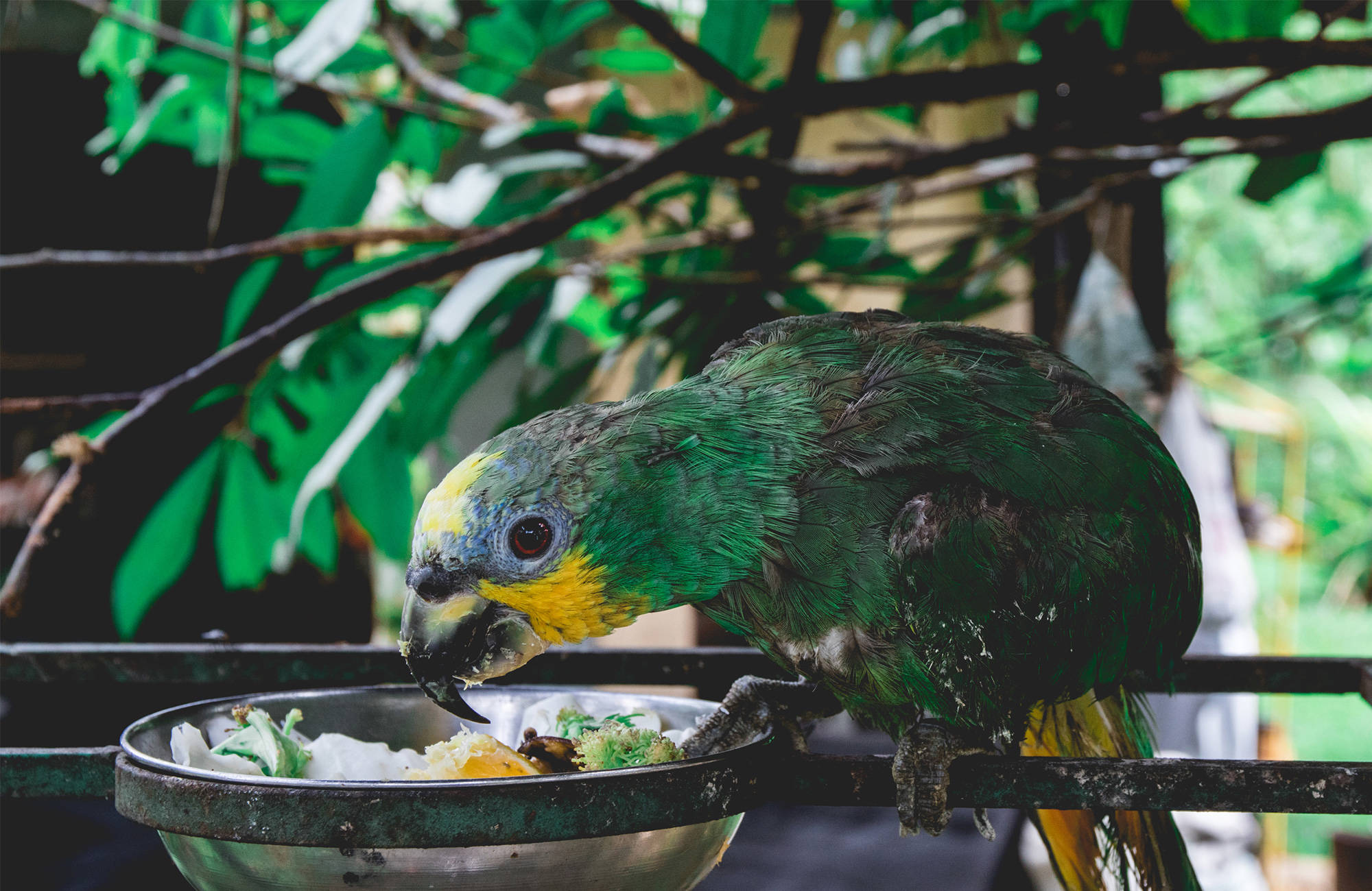 papegaai eet uit bakje | 3 (vrijwilligers)projecten in kleurrijk Ecuador | KILROY