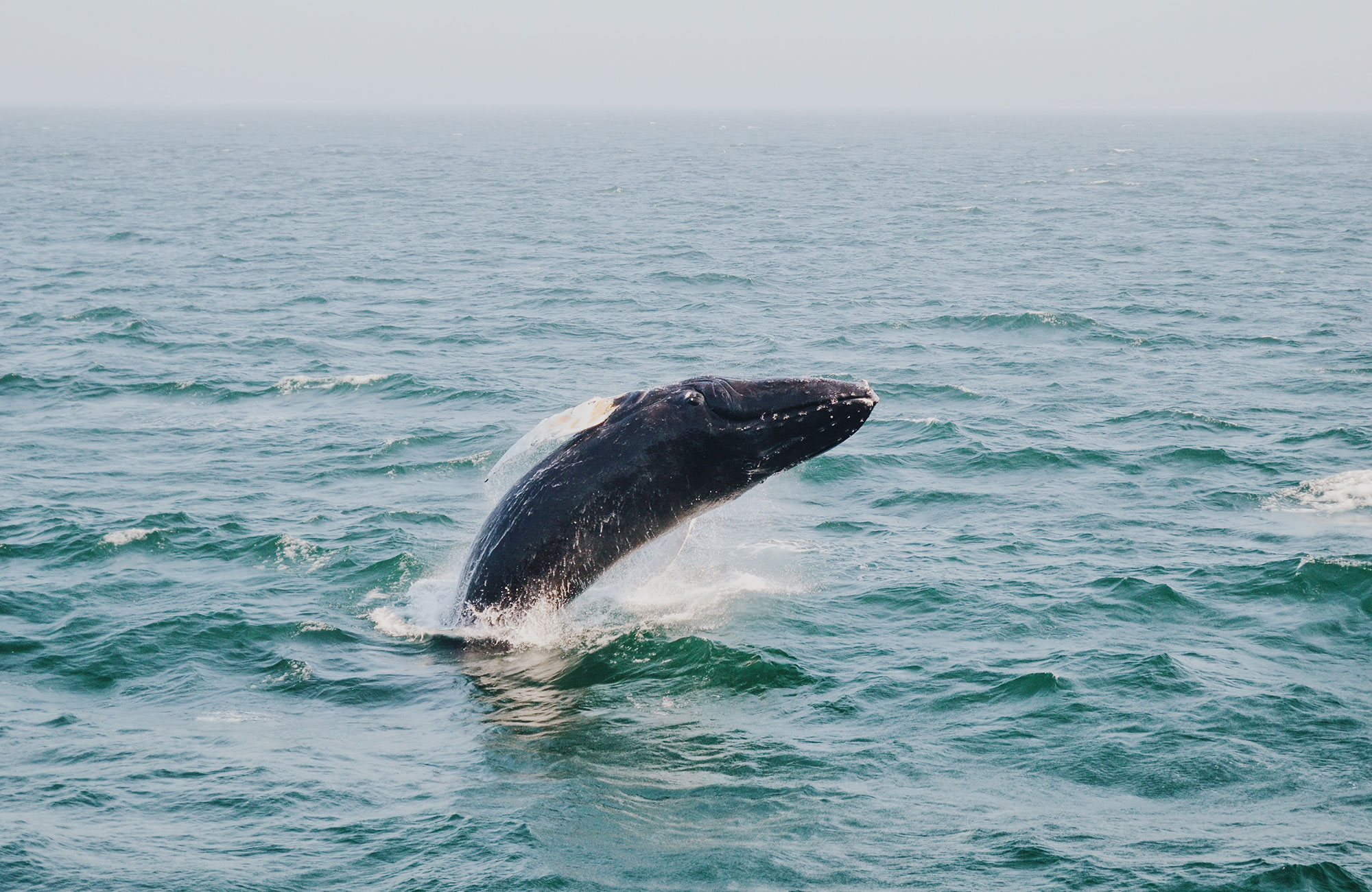 Humpback whale jumping in the ocean off the southern coast of South Africa