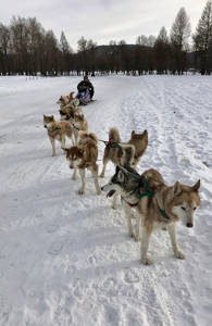 Sleeën met huskies | Trans-Mongolië Express | Van Sint Petersburg naar Beijing | KILROY