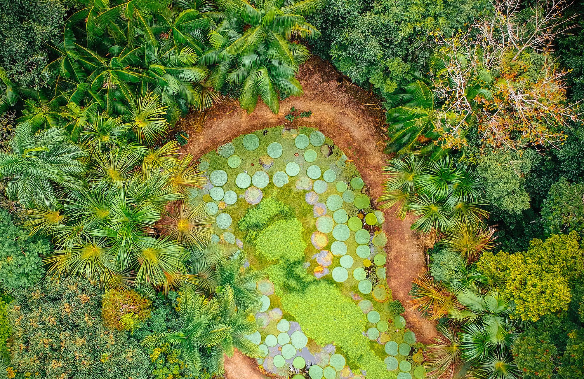 Botanische tuin in Manaus | Backpacken Brazilië | KILROY