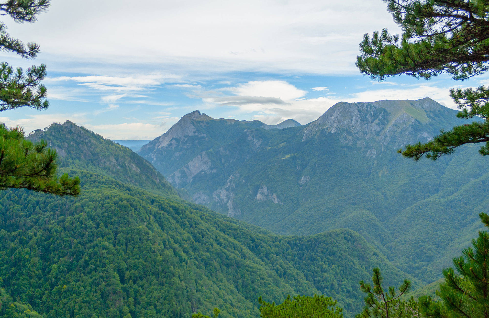 Uitzicht op de bossen in Perucica | Reizen naar Bosnië en Herzegovina | KILROY