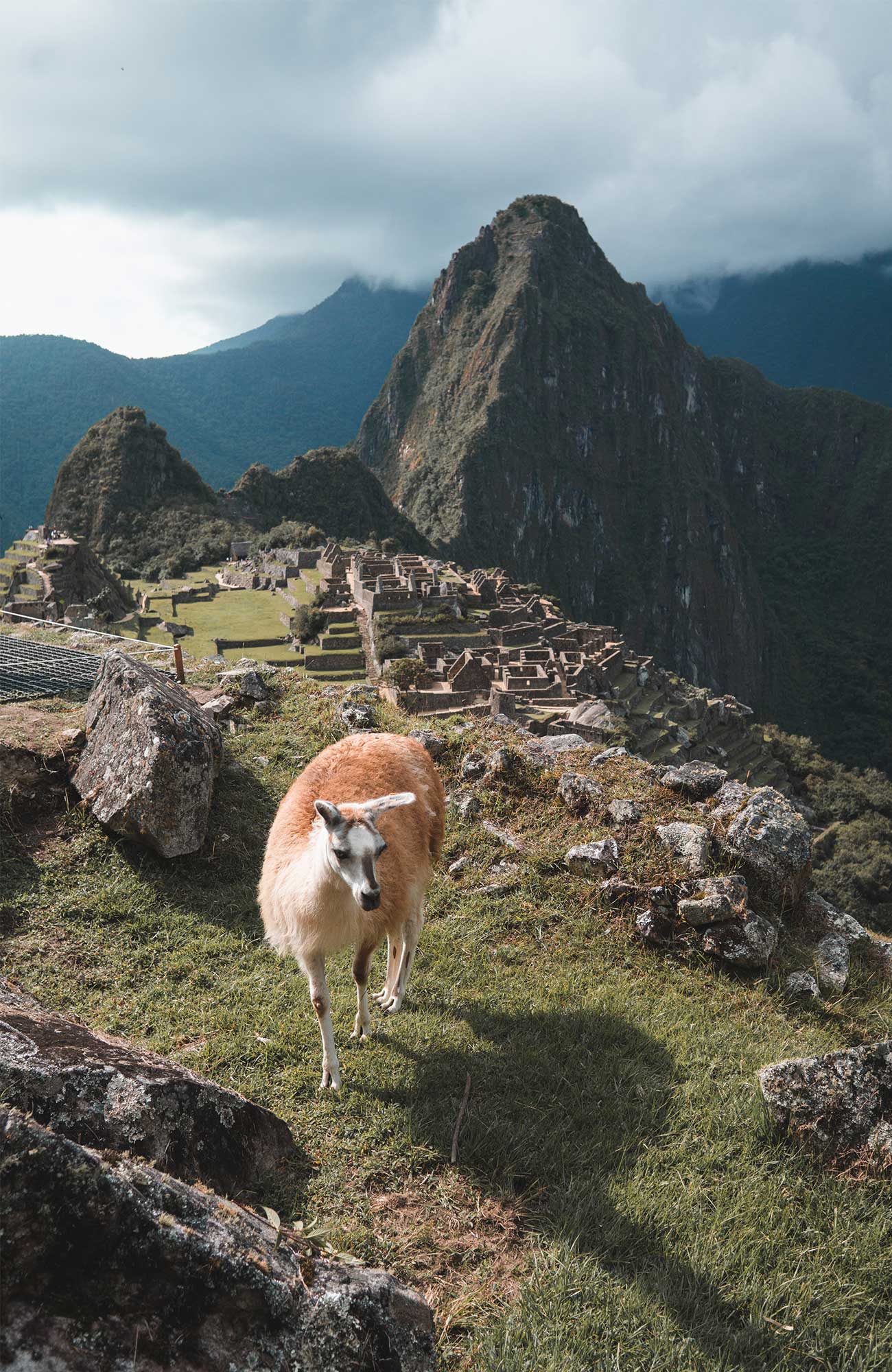 Alpaca bij Machu Picchu in Peru | Backpacken Peru | KILROY