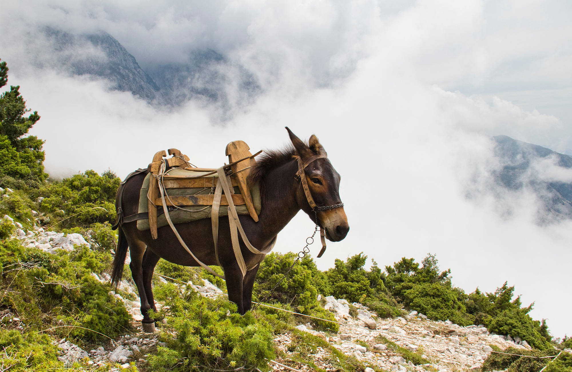 Ezel in de bergen | Reizen naar Vlora | KILROY