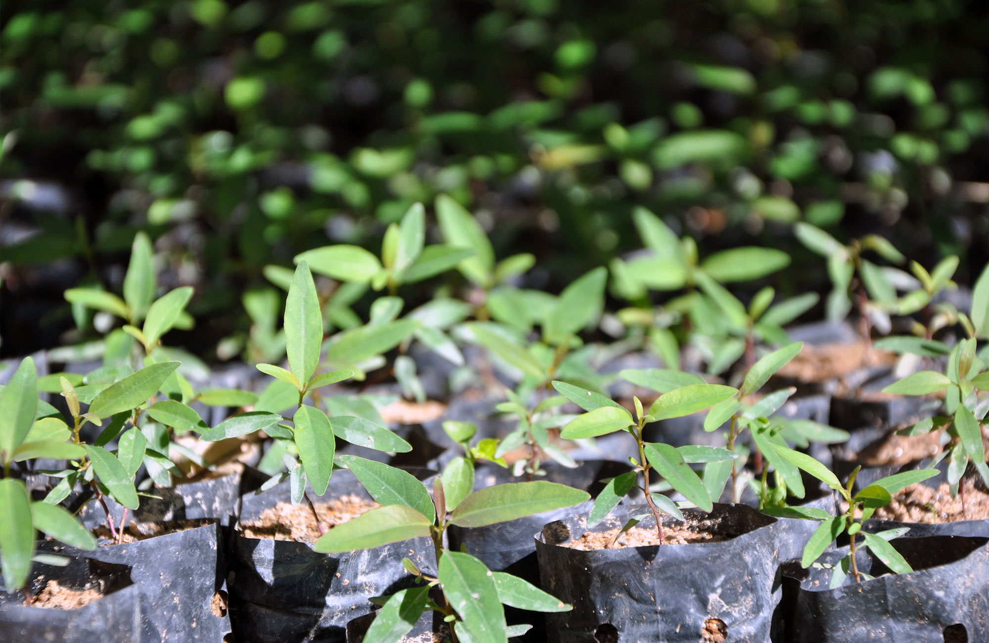 kiemplantjes in madagascar